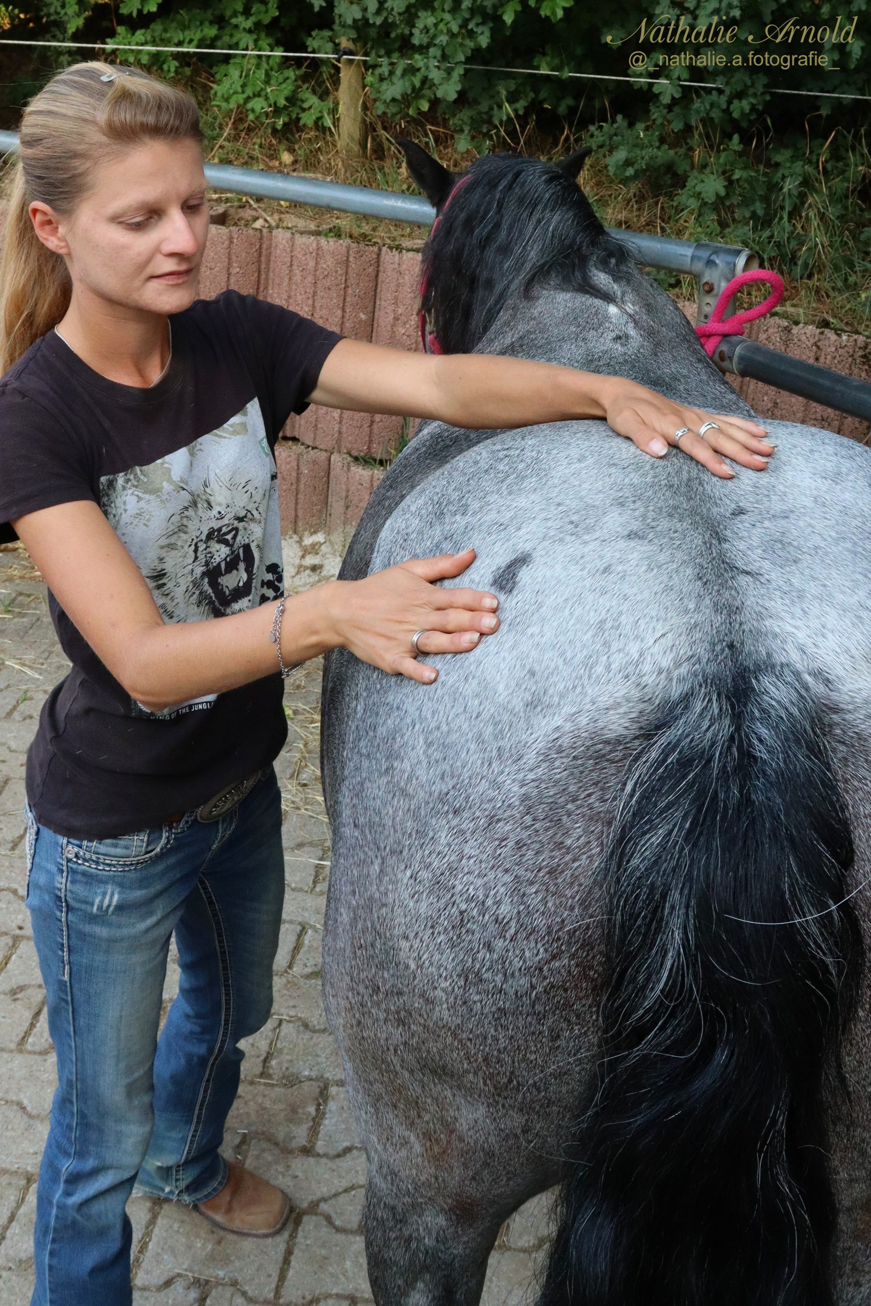 Osteopathie Pferd, Anna Köhler, Ganzheitliche Therapie Pferd, Pferdetherapie, Pferd Reha, Viszerale Ostepathie